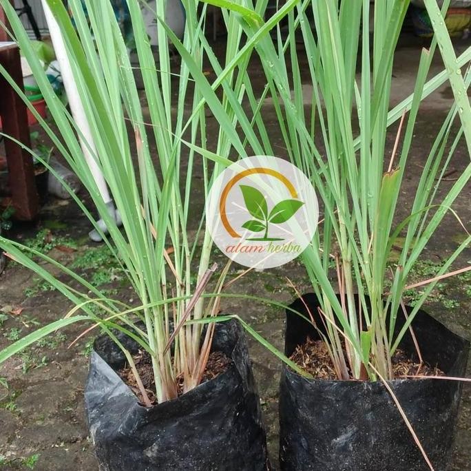 

Terlaris Bibit Tanaman Sereh Sayur Bibit Daun Sereh Say
