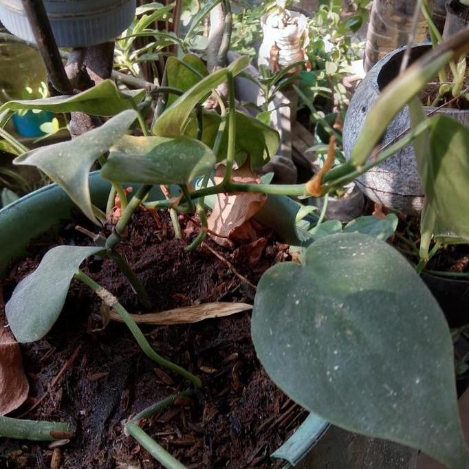 

Terlaris Bibit Tanaman Sirih Brazil Hijau