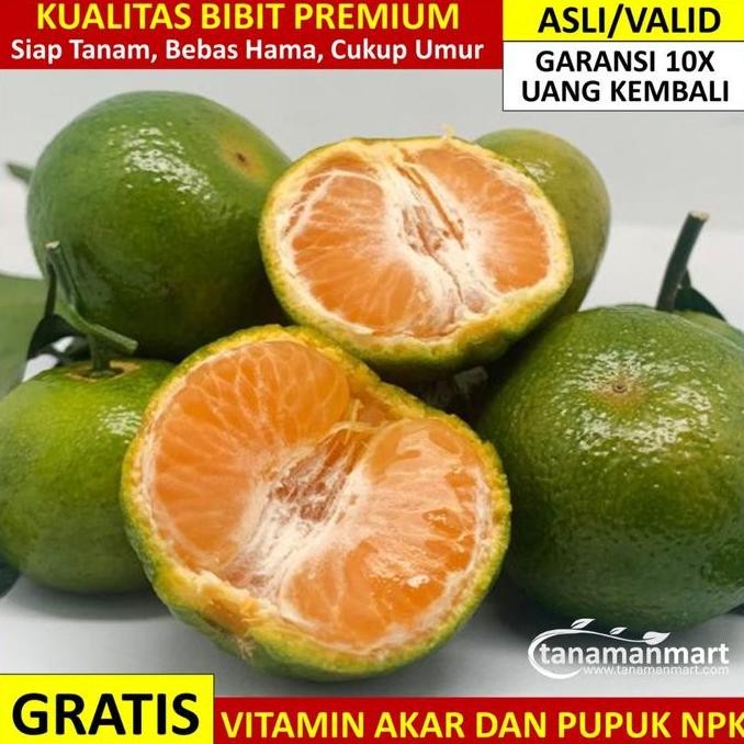 BARU BIBIT JERUK SANTANG MADU HIJAU ASLI BERGARANSI, POHON SANTANG UNGGUL