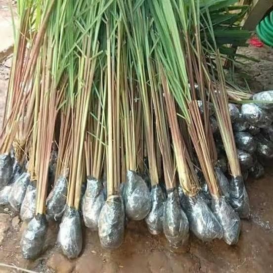 

Terlaris Paket 5 Bibit Sereh Wangi Organik Super Murah -Serai Merah