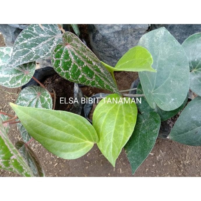 

Terlaris Paket 3 Bibit Sirih (Merah Hijau Hitam)