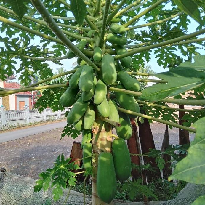 

Terlaris Kotoran Puyuh Pupuk Kandang Menyuburkan Tanaman Dengan Bahan Alami