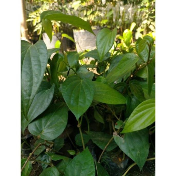 

Terlaris Ready Terlaris Bibit Tanaman Obat Daun Sirih Hijau Sirih Ijo Bibit Sirih