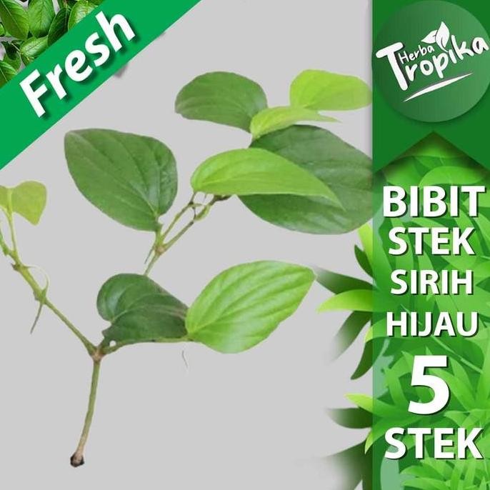

Terlaris Bibit Stek Daun Sirih Hijau Rambat Berakar Isi 5 Stek Toko Herba Tropika