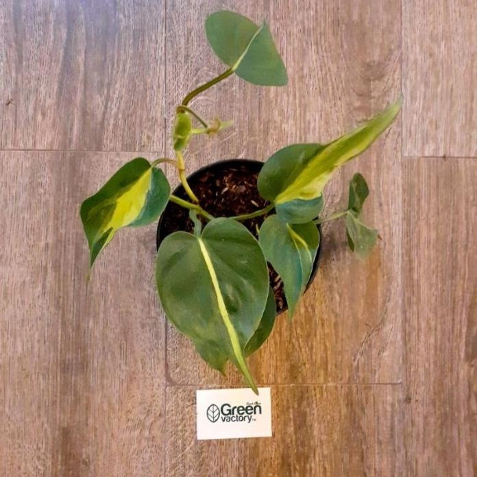 

Terlaris Bibit Tanaman Hias Sirih Gading Brazil - Philodendron Sc Sitwlo 6273Gx