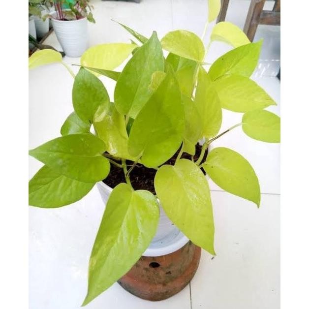 

Terlaris Bibit Tanaman Gantung Sirih Gading Lemon Sudah Hidup Dugspi 5802Hu