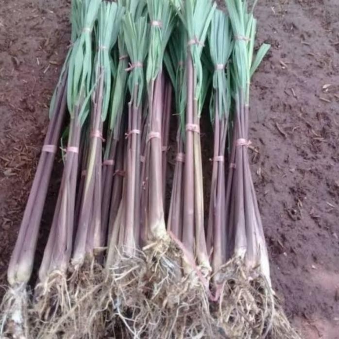 

Terlaris 10 Bibit Sereh Wangi Segar/Sereh Wangi Merah/Serai Sereh Merah Siap Tanam