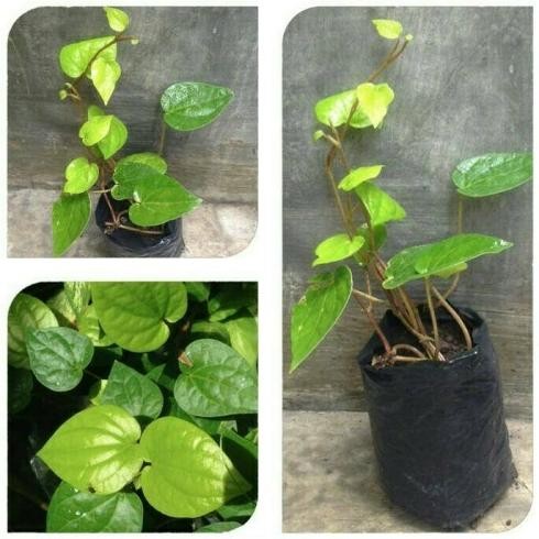 

Terlaris Bibit Herbal Sirih Hijau Siap Tanam Beli 5 Gratis 1