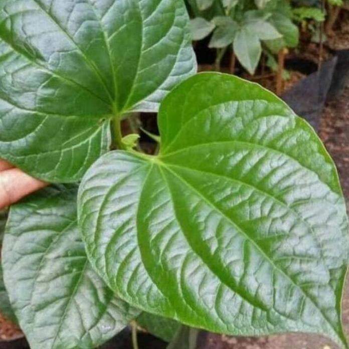 

Terlaris Terlaris!! Bibit Tanaman Sirih Tanah / Bibit Tanaman Daun Karuk Bisa