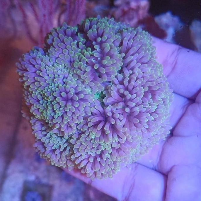 Murah Anemon Karpet Carpet Aquarium Laut Rumah Nemo