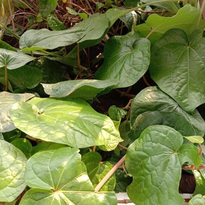 

Terlaris Bibit Daun Sirih Hijau