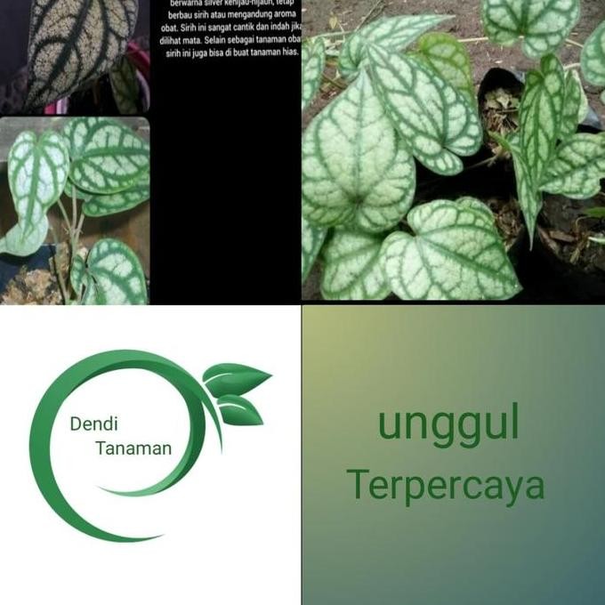 

Terlaris Bibit Tanaman Daun Sirih Silver/Tanaman Hias Rambat Srigading Silver