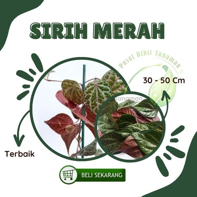 

Terlaris Bibit Tanaman Obat Sirih Merah