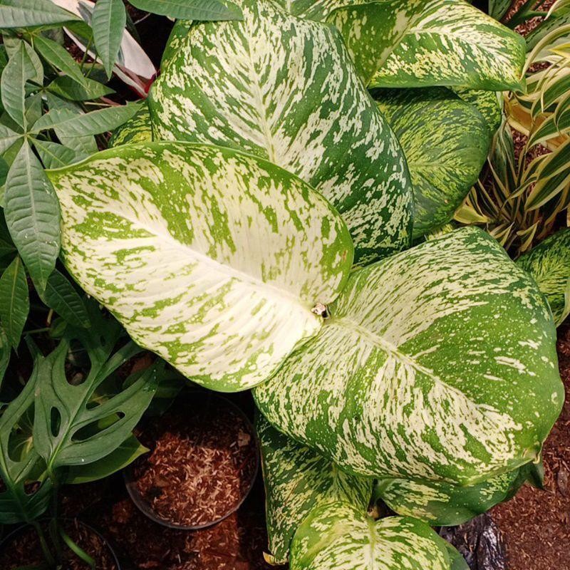 Tanaman Hias Diven Balon  - Agloenema Difenbahcia Conpackta - Anggun Ayu