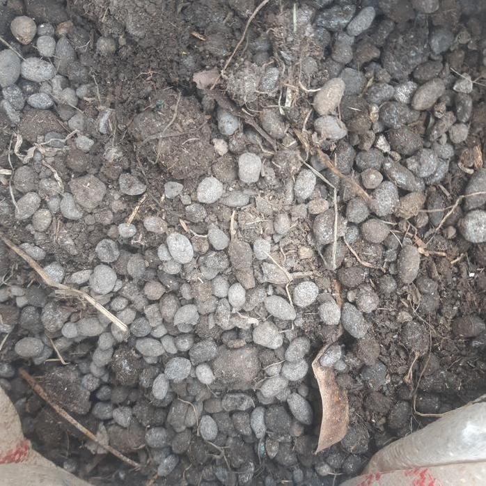 

Terlaris Pupuk Kandang Kambing Kasar