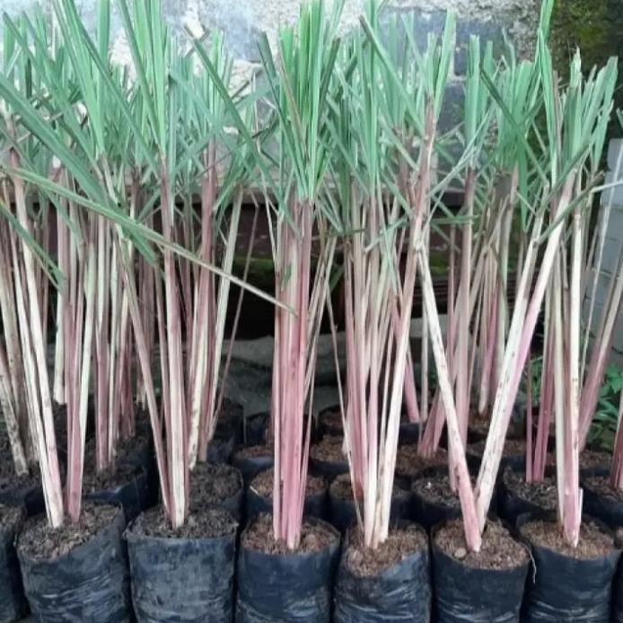 

Terlaris Bibit Tanaman Sereh / Serai Tanaman Rempah - Beli 3 Gratis 2