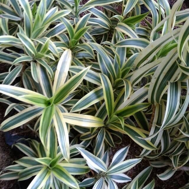 Tanaman Hias Drasena Song Of India - Suji Kuning