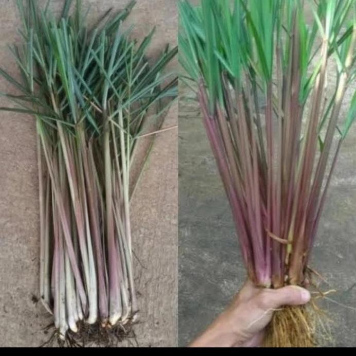 

Terlaris Promo Bibit Sereh Wangi,Sereh Lanang,Bumbu Masak,Herbal,Dll Perbatang