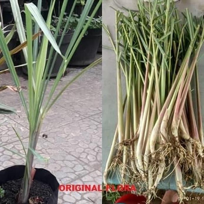 

Terlaris Bibit Sereh