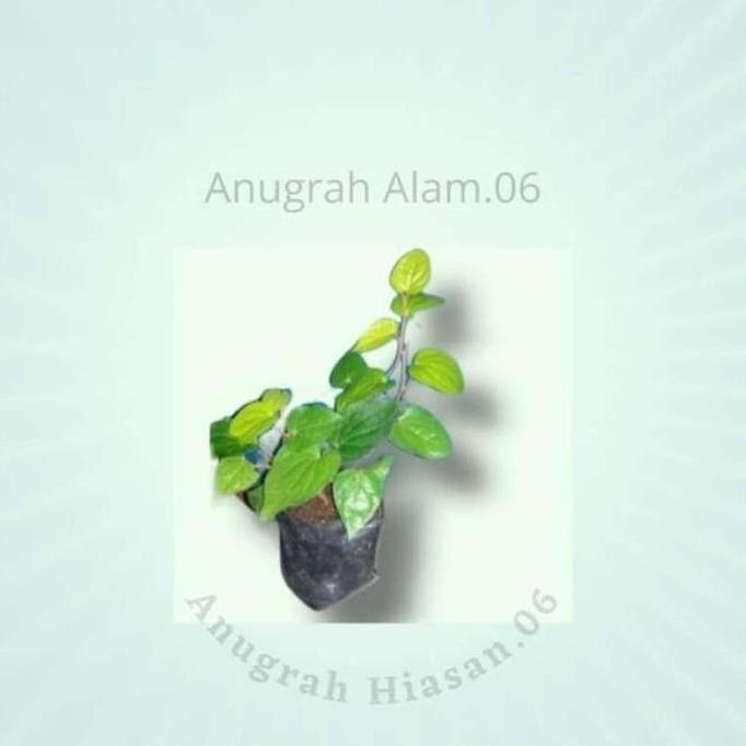 

Terlaris Premium Bibit Daun Sirih Hijau Bibit Unggul Segar Murah