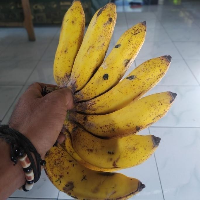 

Terlaris Bibit Tanaman Pisang Raja Sereh - Susubibitunggulamanah Premium