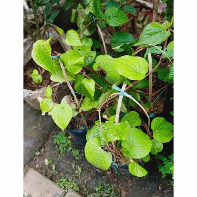 

Terlaris Bibit Tanaman Herbal Sirih Hijau/Tanaman Obat