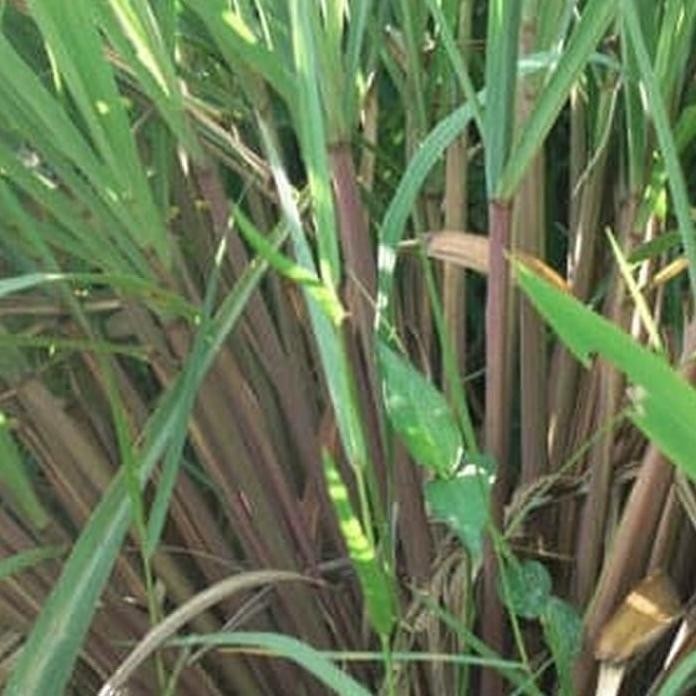 

Terlaris Bibit Tanaman Sereh Ngi Merah - Pohon Akar Serai Bahan Minyak Herbal Istimewa