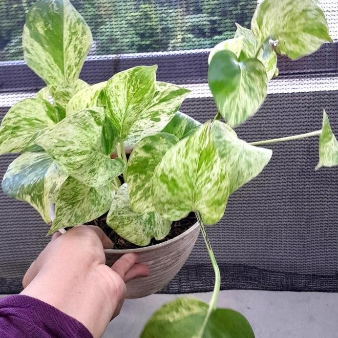 

Terlaris Tanaman Hias Gantung Sirih Gading Putih Bibit Philo Marble Queen