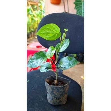 

Terlaris Sirih Herbal Lanang Hijau / Sirih Hutan Lanang Bibit Dan Daun Segar