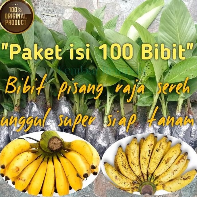 

Terlaris Bibit Pisang Raja Sereh Super Unggul Siap Tanam (100 Bibit)