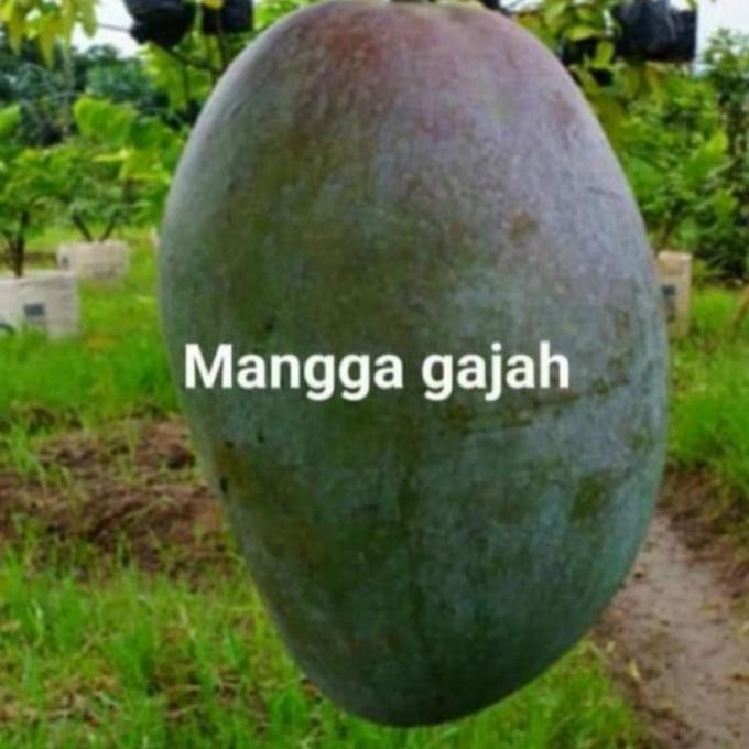 Bibit tanaman buah mangga gajah pohon mangga gajah PREMIUM
