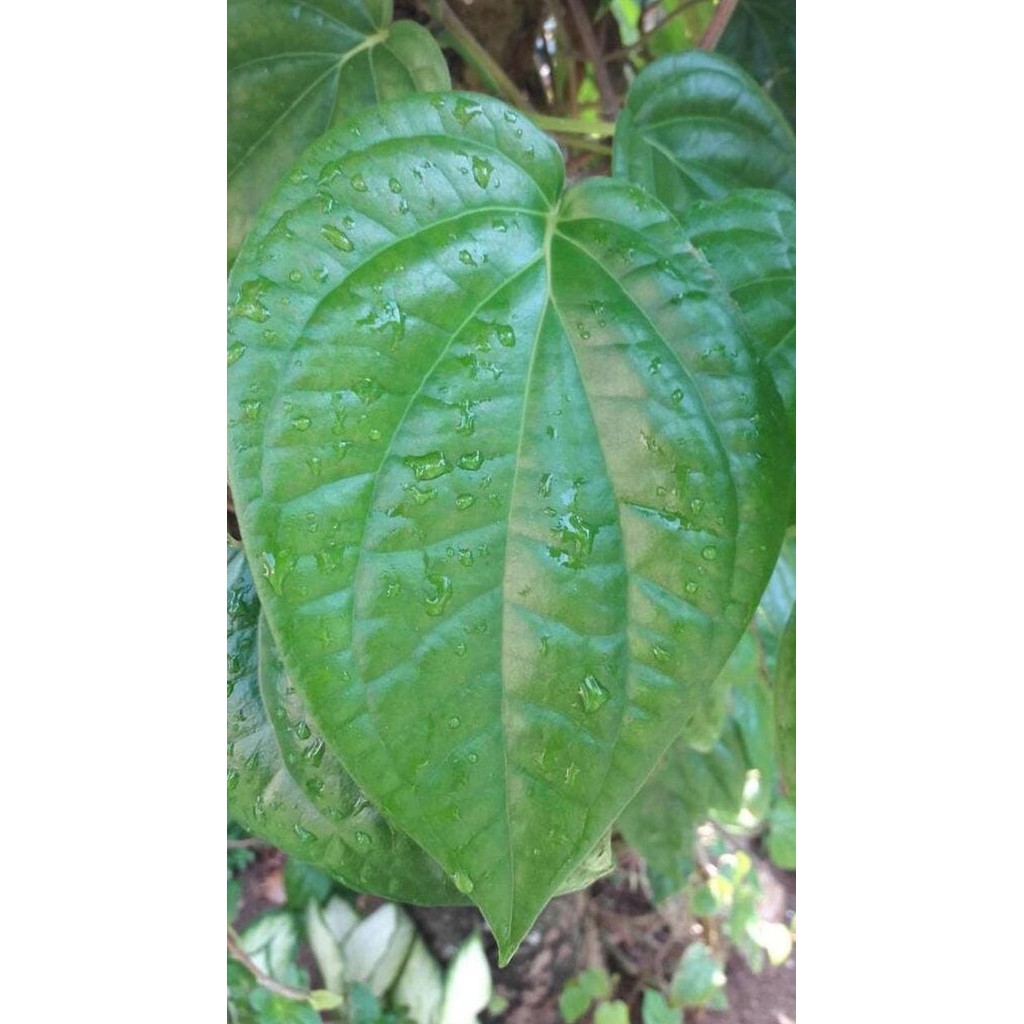 

Terlaris Daun Sirih Hijau Organik Bunga Bibit Kembang Tanaman Herbal