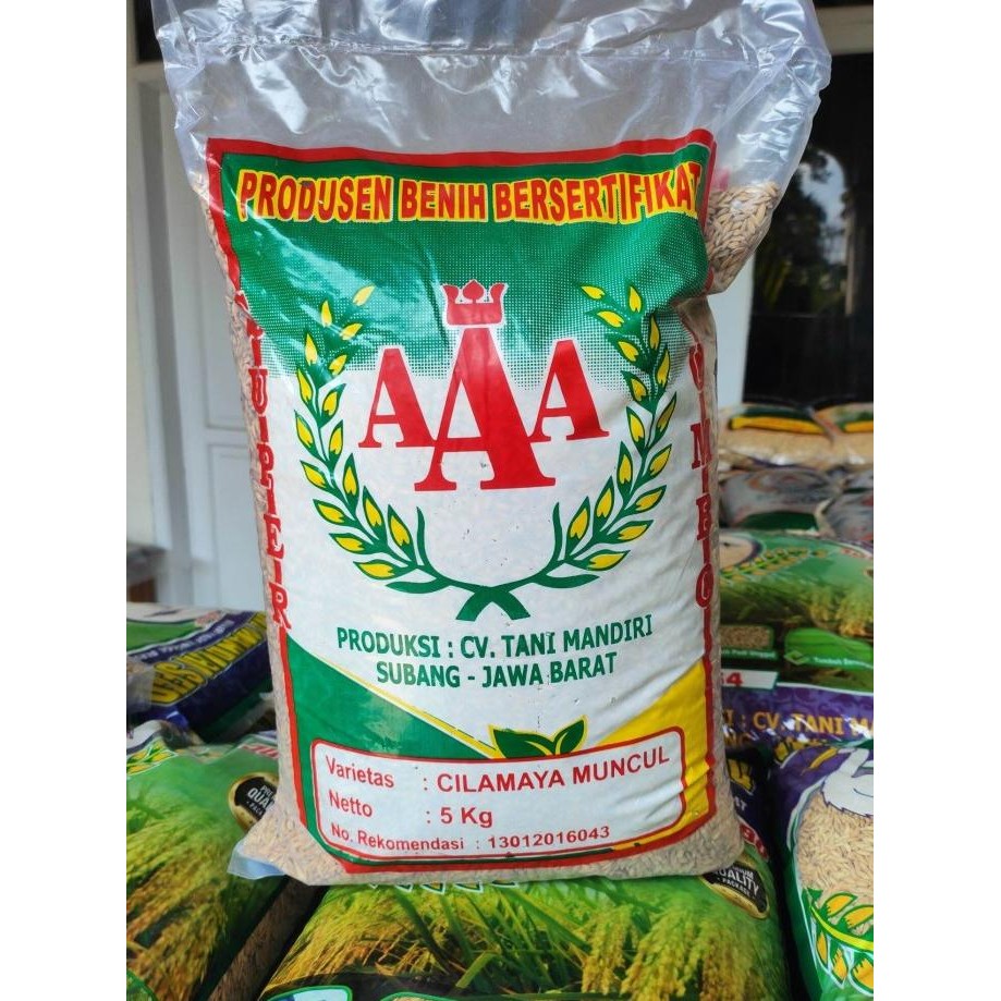 

Terlaris ''New'' Benih Padi Unggul Cilamaya Muncul Malai Banyak Panjang 5 Kg