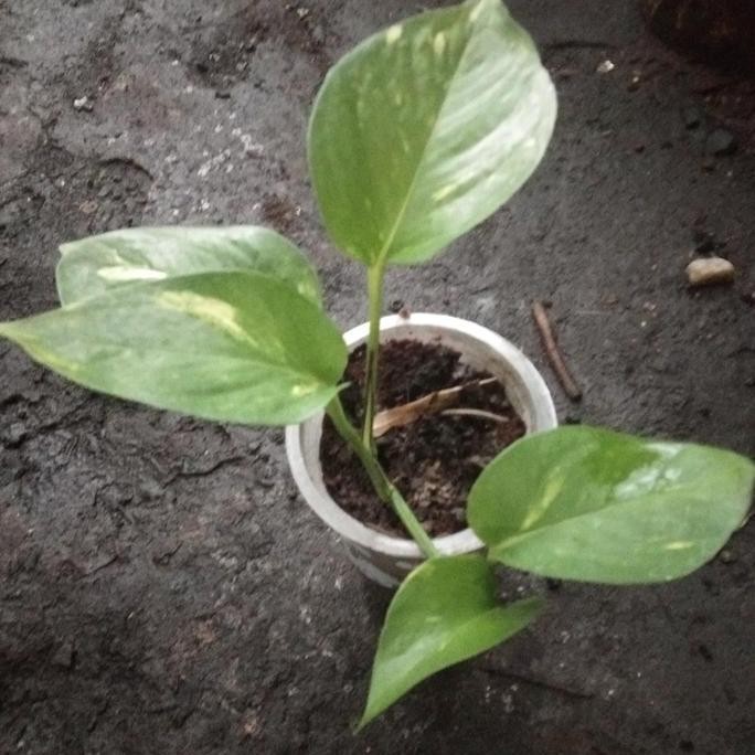 

Terlaris Bibit Tanaman Sirih Gading Belanda Pot Gelas