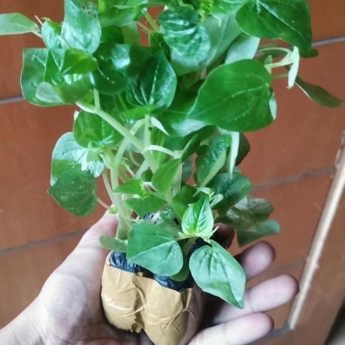 Terlaris Bibit Daun Sirih Cina