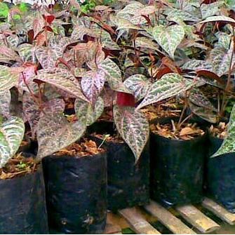 

Terlaris Bibit Daun Sirih Suruh Merah Dan Sirih Suruh Hijau