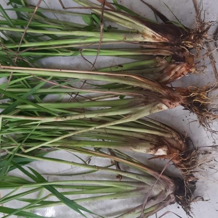 

Terlaris Bibit Sereh Putih/Sereh Sayur Sudah Ada Akar