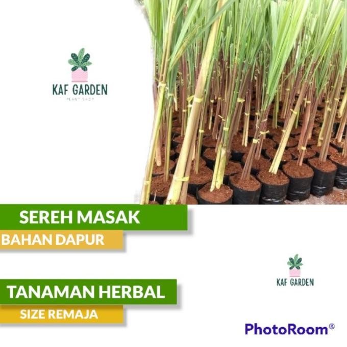 

Terlaris Paling Laku !! Sereh Dapur Bibit Tanaman Sereh Masak Tanaman Herbal Serai Herbal