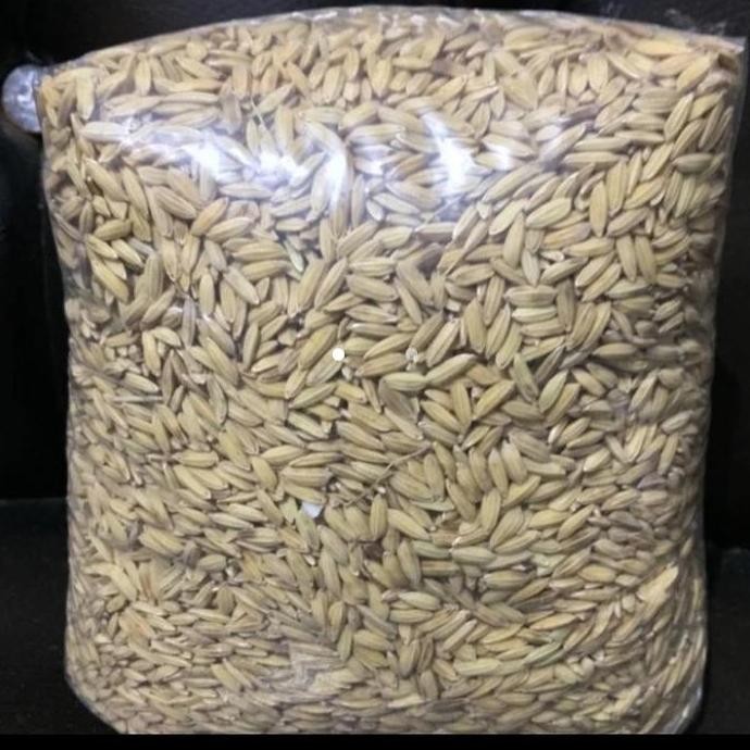 Terlaris Gabah Padi Beras Putih Kering 1Kg