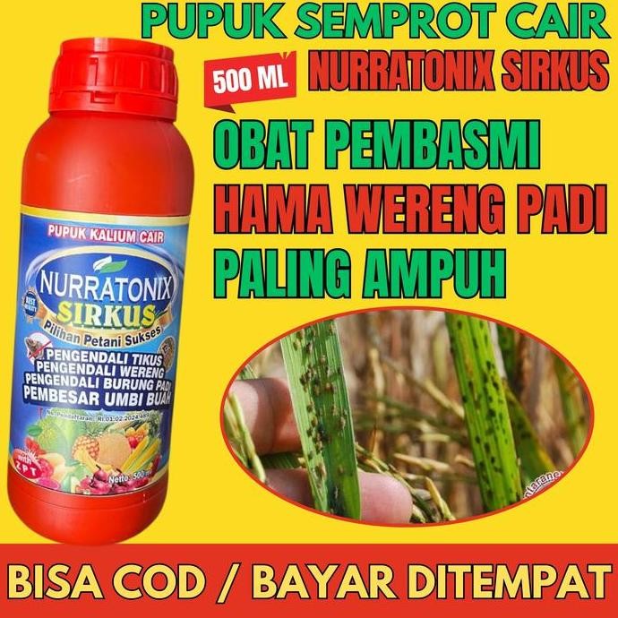 

Terlaris Obat Pengendali Hama Wereng Nurratonix Sirkus Obat Pembasmi Hama Wereng Padi Paling Ampuh Isi 500 Ml