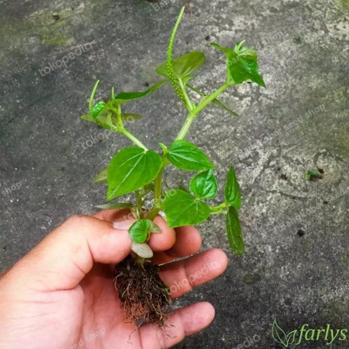 

Terlaris Bibit Tanaman Herbal Sirih Cina | Herbal Sirih Cina Tumpangan Air