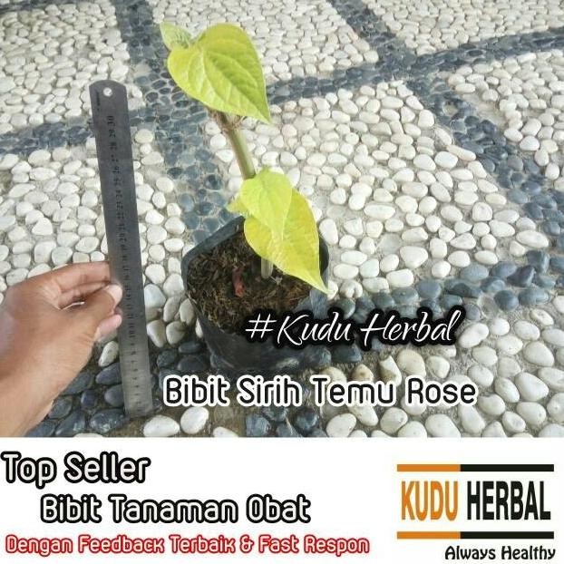 

Terlaris Benih Biji Bibit Tanaman Sirih Temu Rose I Scindapsus Au Puwlyu 7166Kq