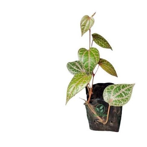 

Terlaris Murah Bibit Pohon Sirih Merah - Tanaman Herbal Daun Sirih Merah