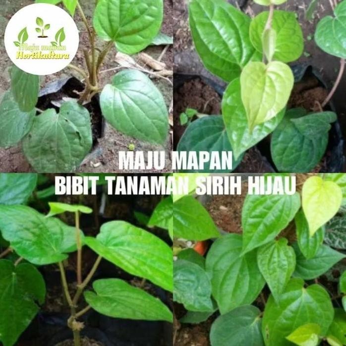

Terlaris Bibit Sirih Hijau Siap Tanam