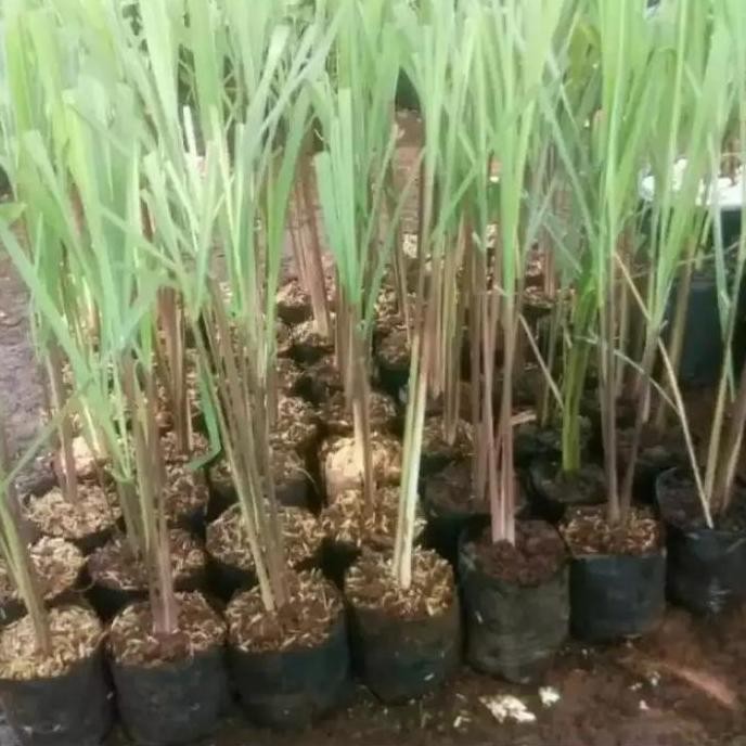 

Terlaris Bibit Tanaman Sereh Wangi Bibit Sereh Bumbu Masak Pohon Sereh