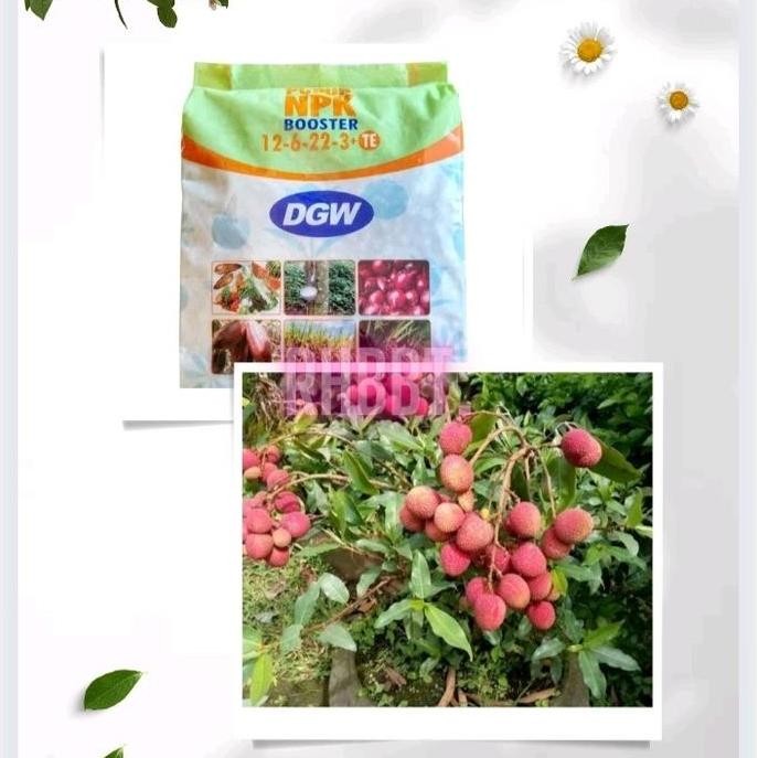 

Terlaris Pupuk Npk Booster Leci Merah Leci Com