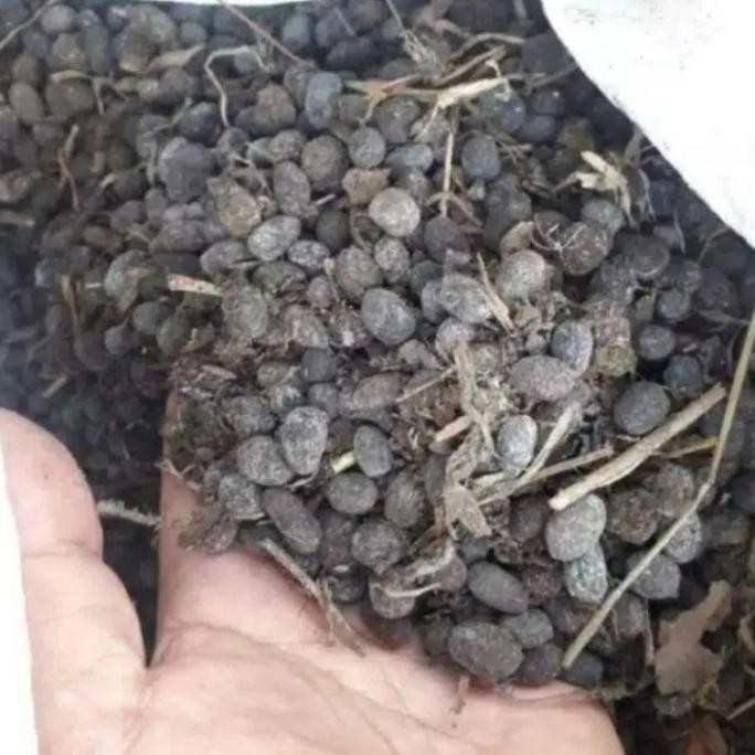 

Terlaris Media Tanaman Pupuk Kandang Kotoran Hewan Karungan Ukuran 5 Kg