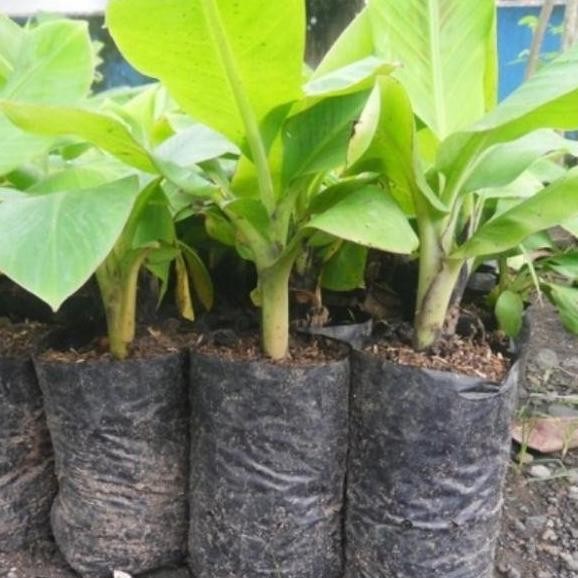 

Terlaris Unik Bibit Tan Buah Pisang Raja Sereh Unggul Berklitas Genjah Unik Azz