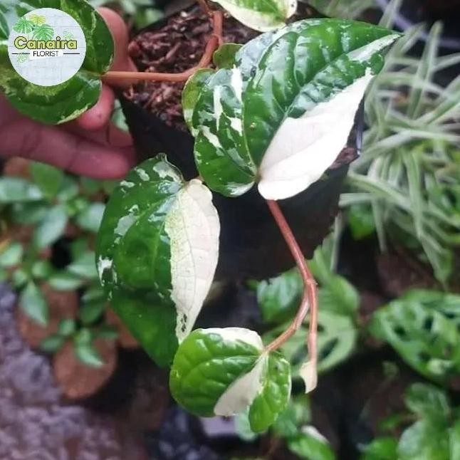 

Terlaris Bibit Tanaman Hias Sirih Varigata