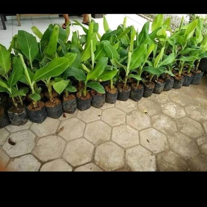 

Terlaris Paket Hemat 3 Bibit Pisang Raja Sereh Azz